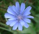oooooo kel est belle la tite fleur bleue