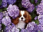 sa c'est un ptit chien ki est presque kom le mien!
