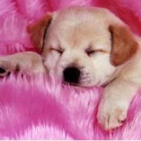 chut!!! i dort!!!!
