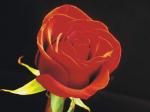 la fleur de l'amour...