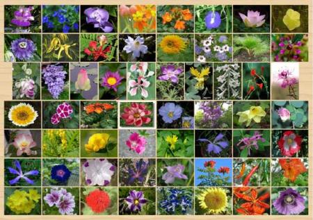 des fleurs de tt les couleurs!!