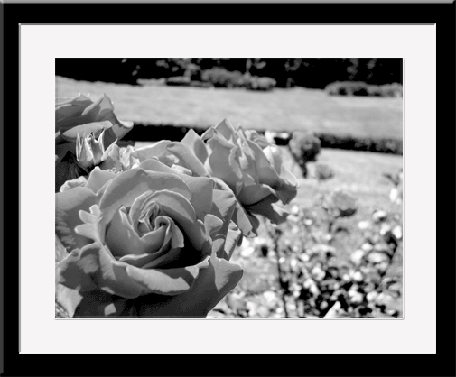 roses black and white